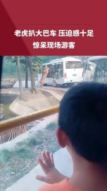 动物园老虎压住观光大巴，群众惊叫